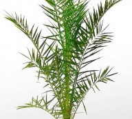 Финик Канарский Финик Канарский