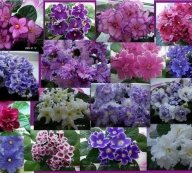 Фиалка ( Сенполия ) Фиалка ( Сенполия )
