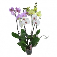Фаленопсис ( орхидея )